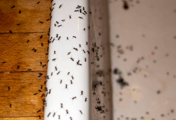 Best Cockroach Control Services  in Bixby, OK